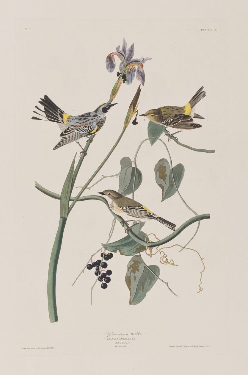 Illustrasjon fra 'Birds of America' av John James Audubon
