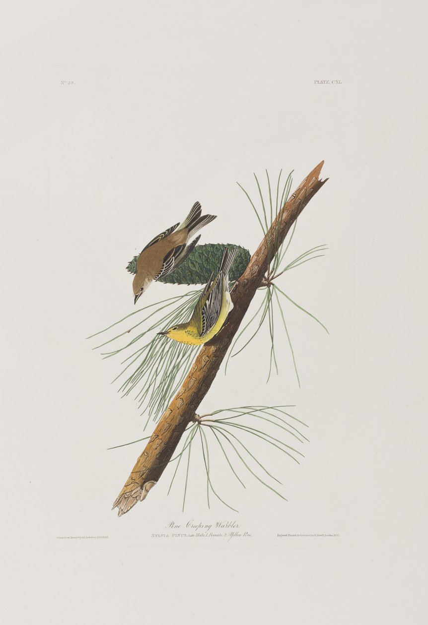 Illustrasjon fra 'Birds of America' av John James Audubon