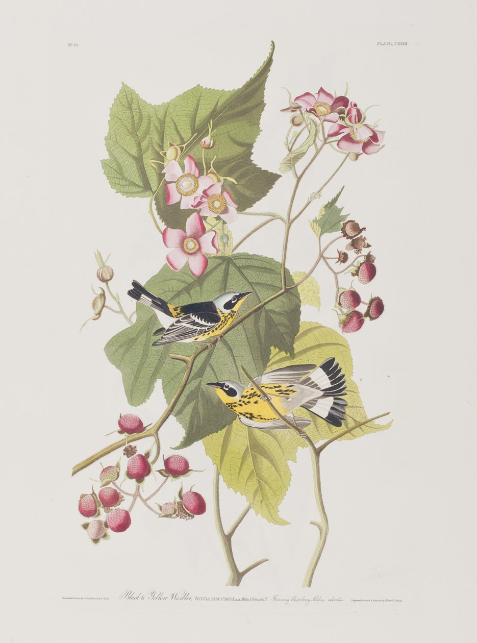 Illustrasjon fra 'Birds of America' av John James Audubon