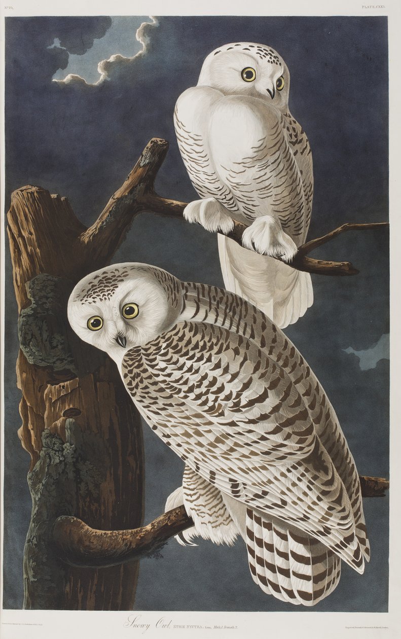 Illustrasjon fra 'Birds of America' av John James Audubon
