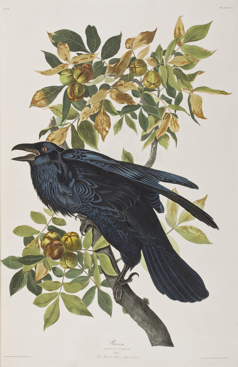 Illustrasjon fra 'Birds of America' av John James Audubon