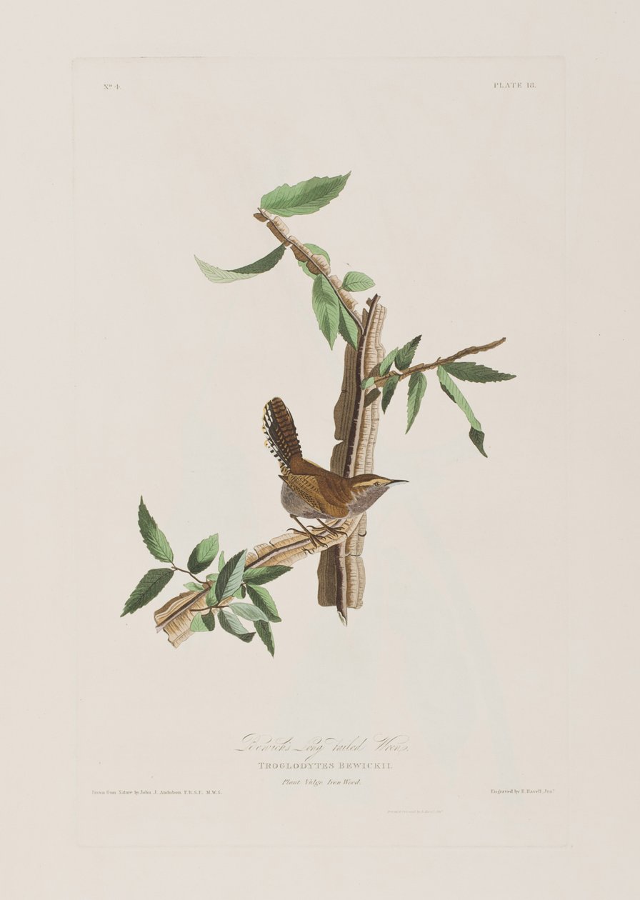 Illustrasjon fra 'Birds of America' av John James Audubon