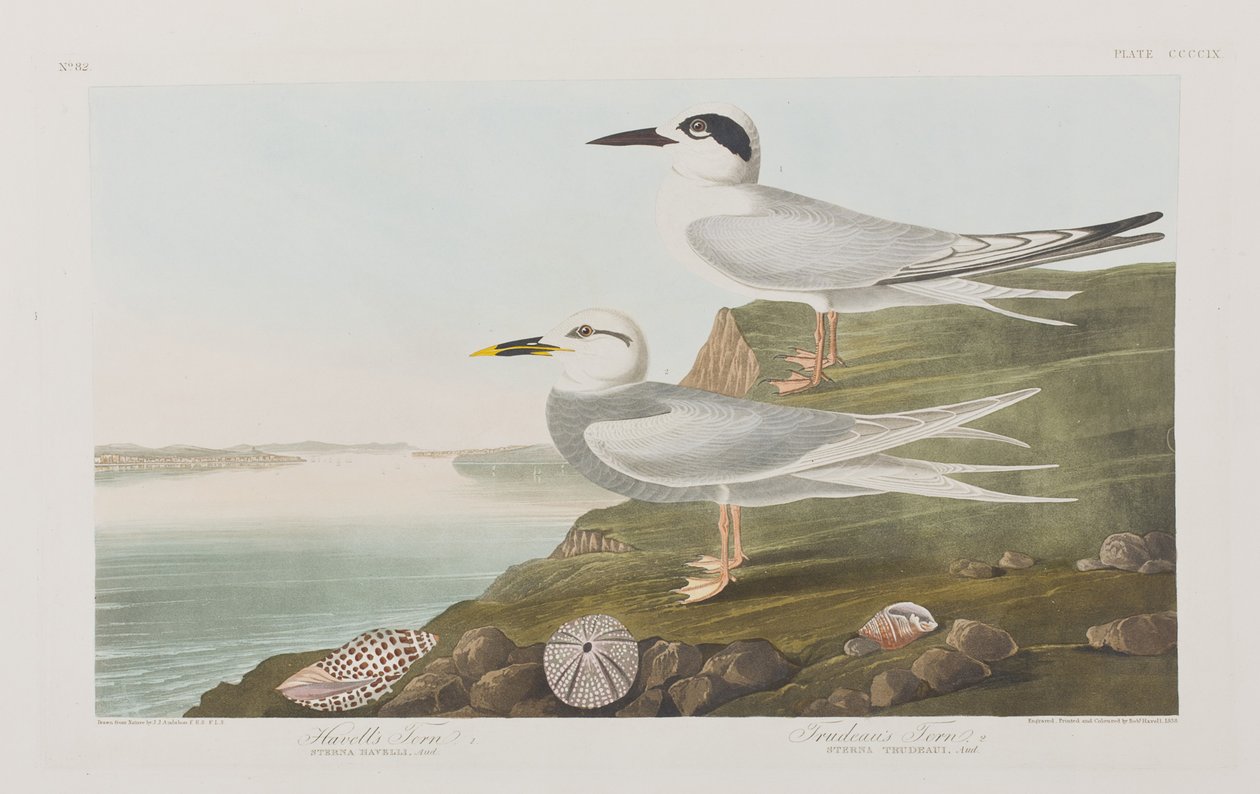 Illustrasjon fra 'Birds of America' av John James Audubon