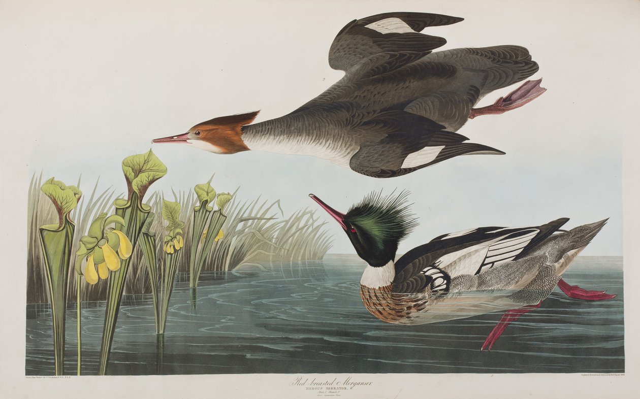 Illustrasjon fra 'Birds of America' av John James Audubon