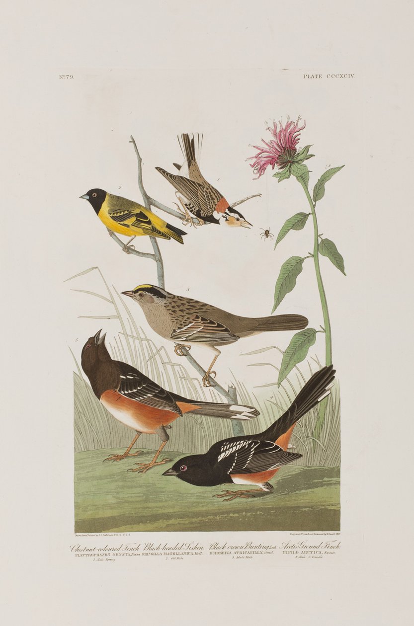 Illustrasjon fra 'Birds of America' av John James Audubon