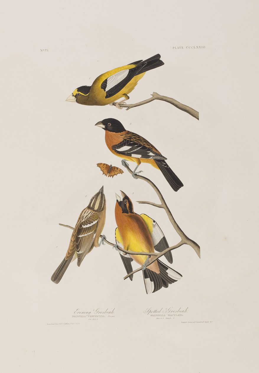 Illustrasjon fra 'Birds of America' av John James Audubon