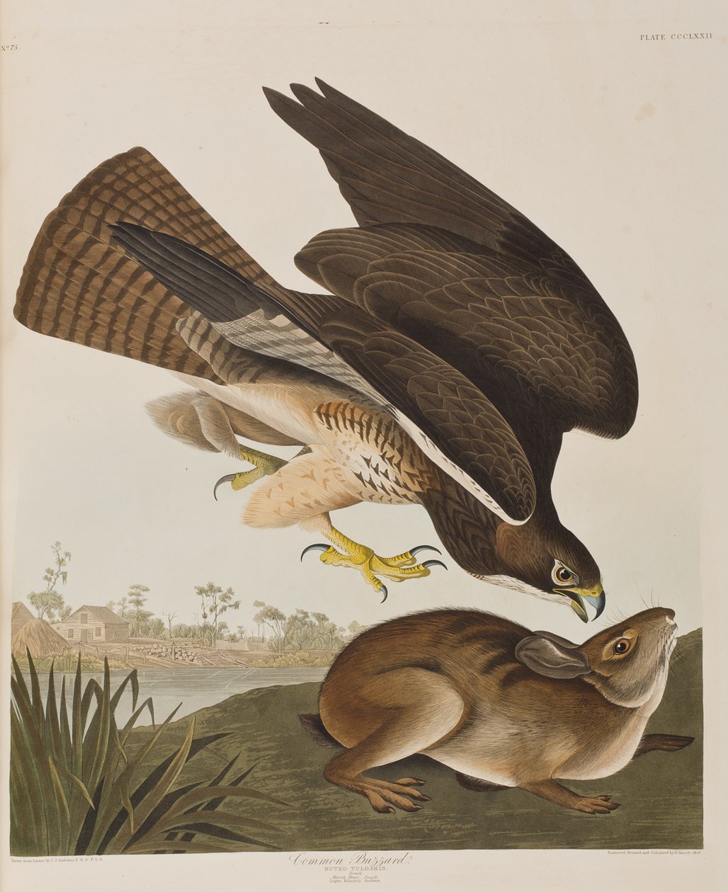 Illustrasjon fra 'Birds of America' av John James Audubon
