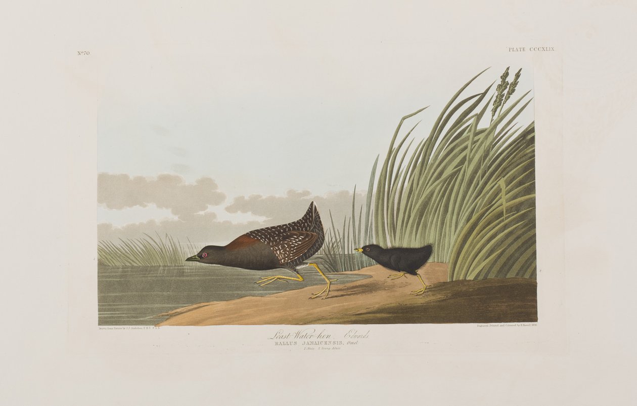 Illustrasjon fra 'Birds of America' av John James Audubon