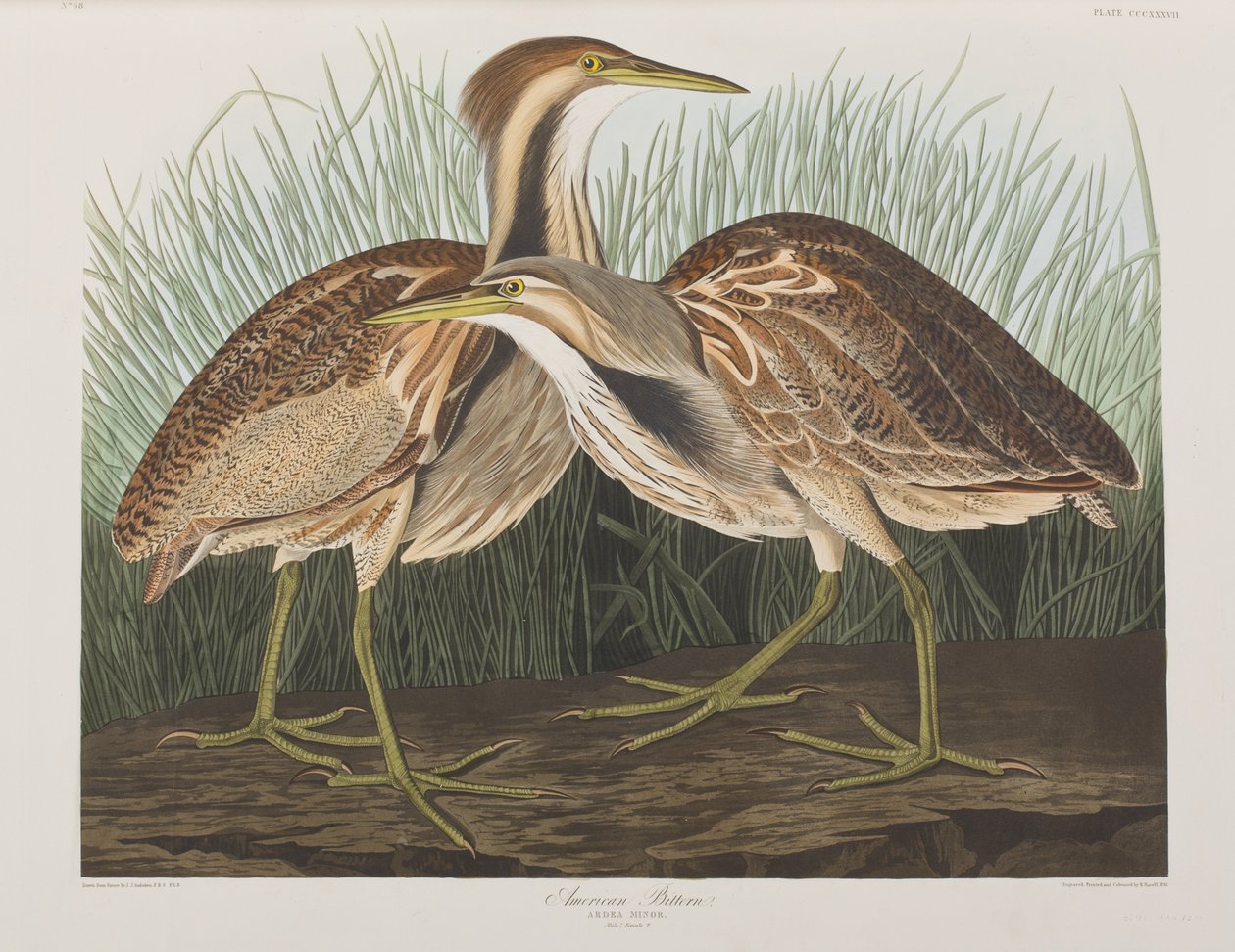 Illustrasjon fra 'Birds of America' av John James Audubon