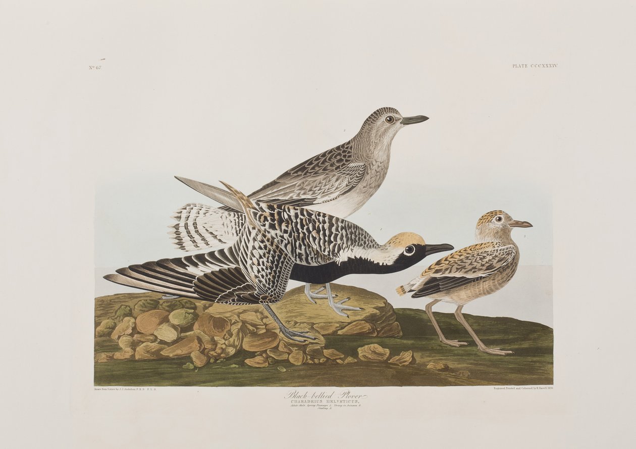 Illustrasjon fra 'Birds of America' av John James Audubon