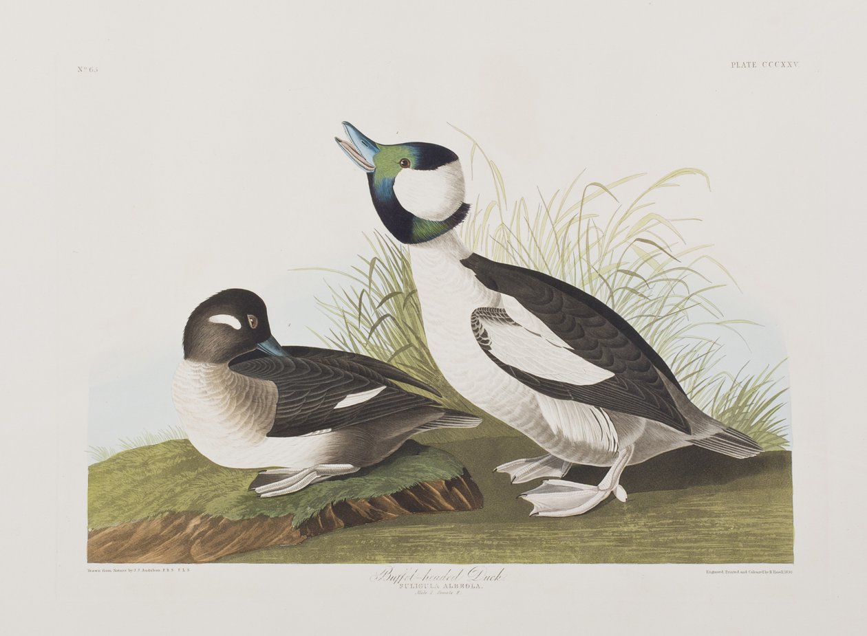 Illustrasjon fra 'Birds of America' av John James Audubon