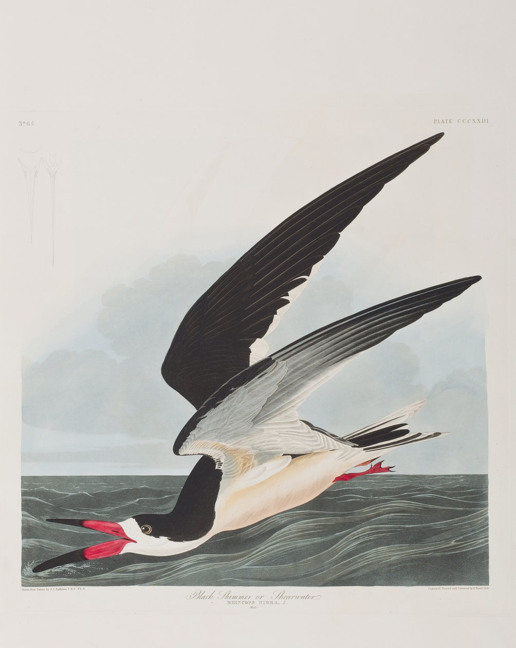 Illustrasjon fra 'Birds of America' av John James Audubon