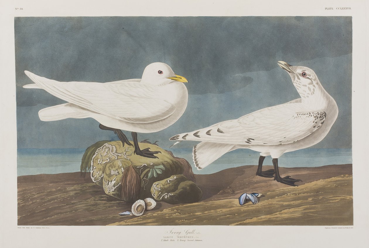 Illustrasjon fra 'Birds of America' av John James Audubon