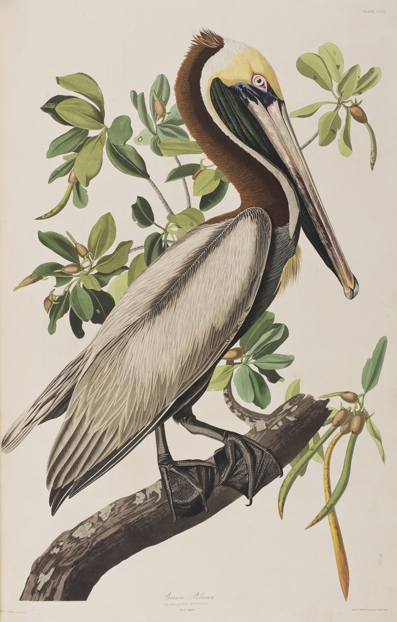Illustrasjon fra 'Birds of America' av John James Audubon