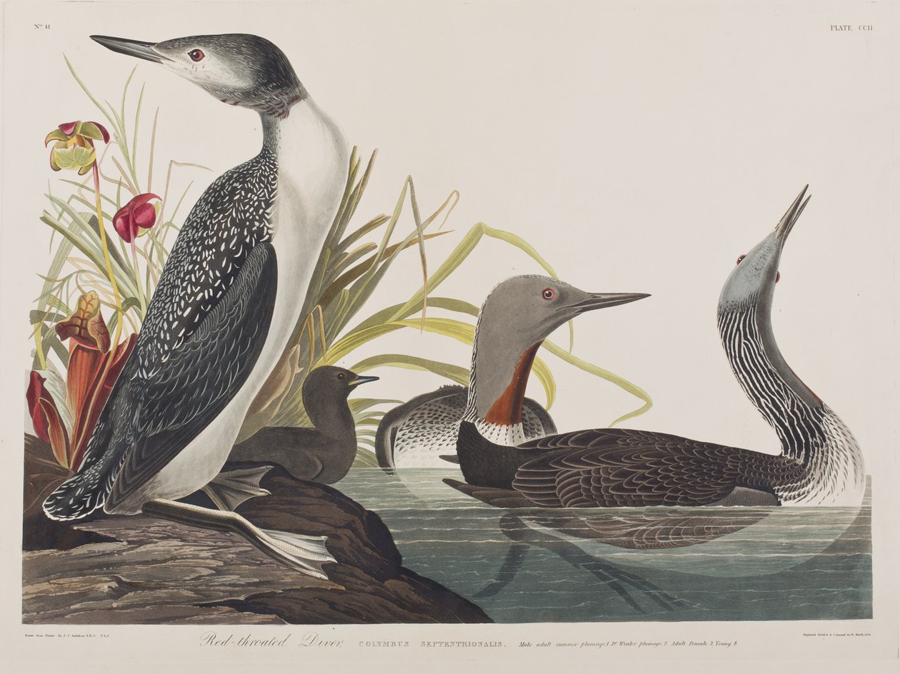 Illustrasjon fra 'Birds of America' av John James Audubon