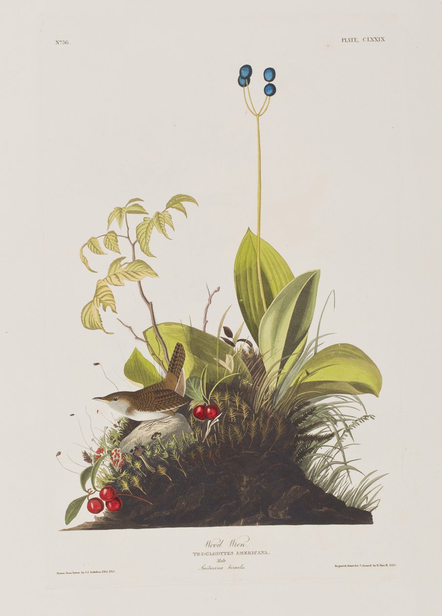 Illustrasjon fra 'Birds of America' av John James Audubon