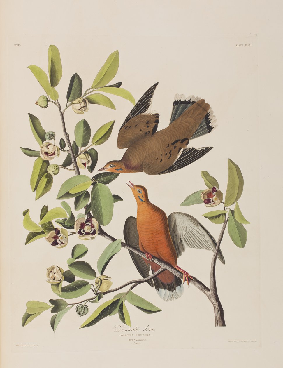 Illustrasjon fra 'Birds of America' av John James Audubon