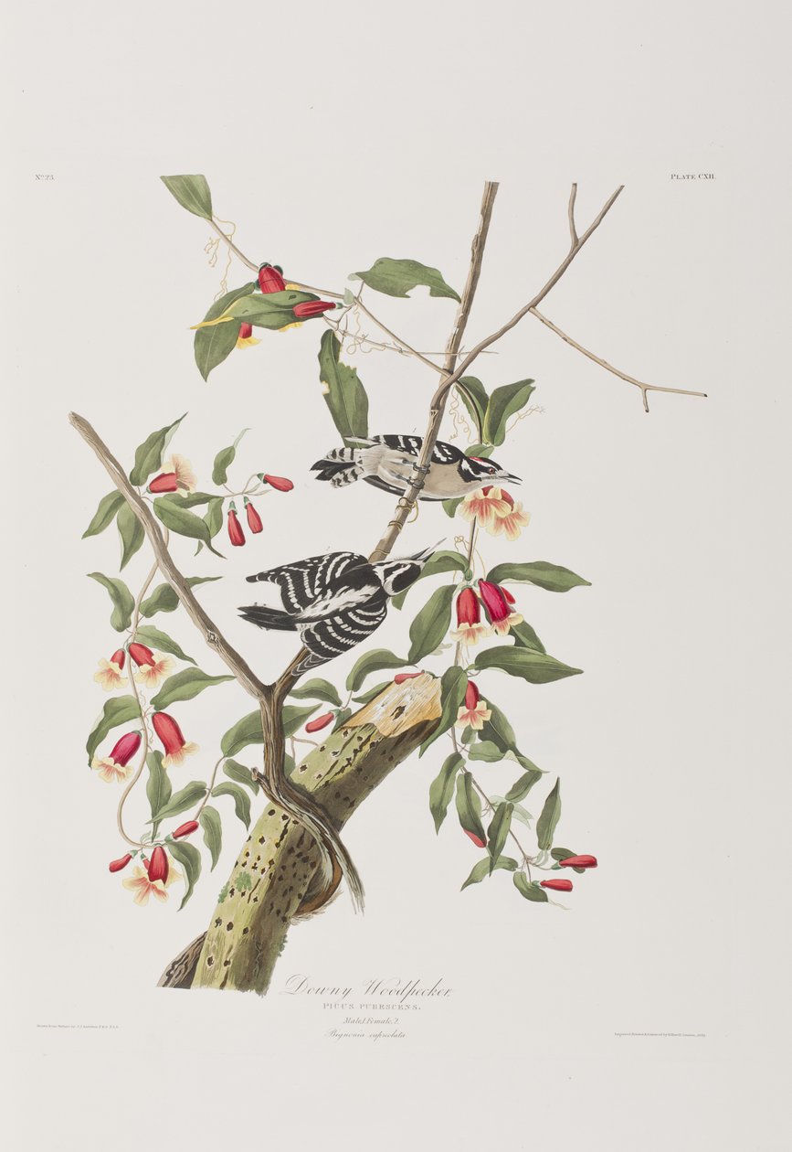 Illustrasjon fra 'Birds of America' av John James Audubon