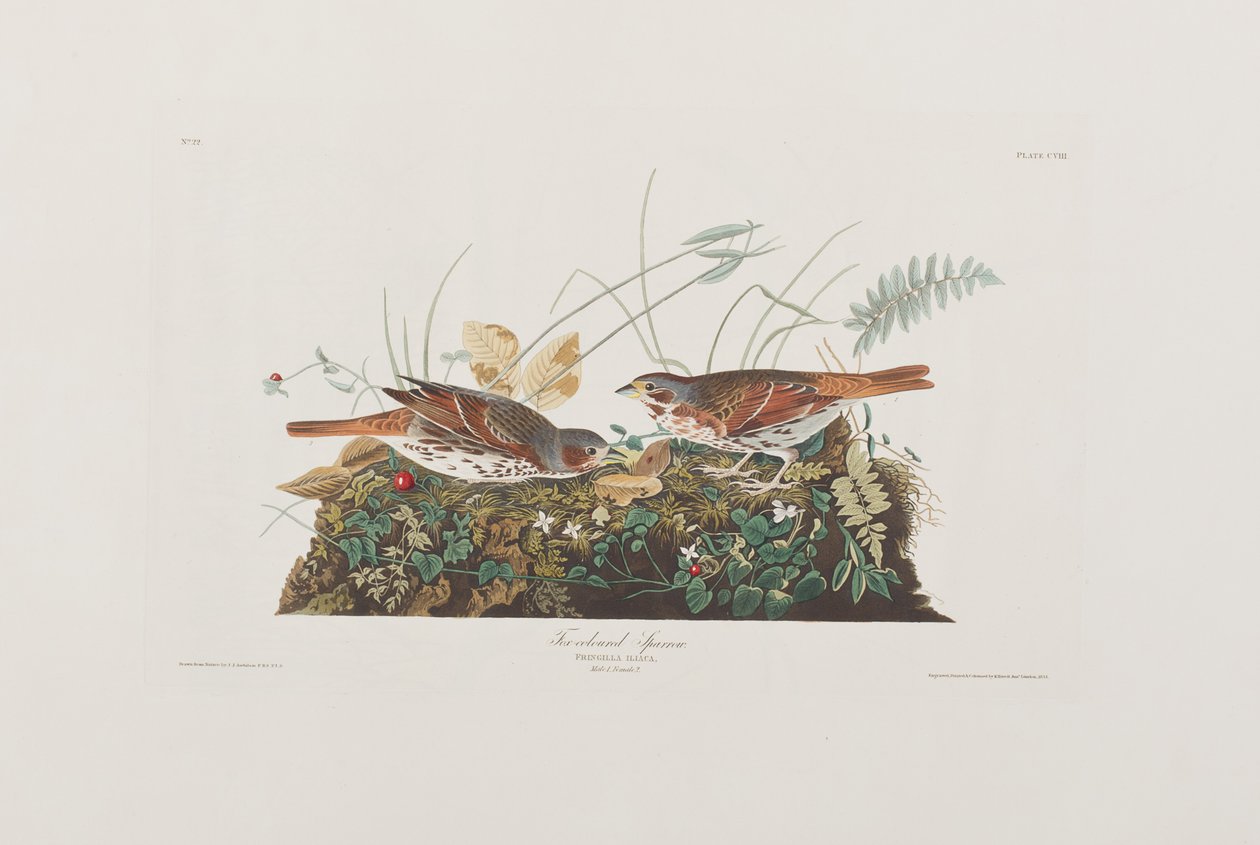 Illustrasjon fra 'Birds of America' av John James Audubon