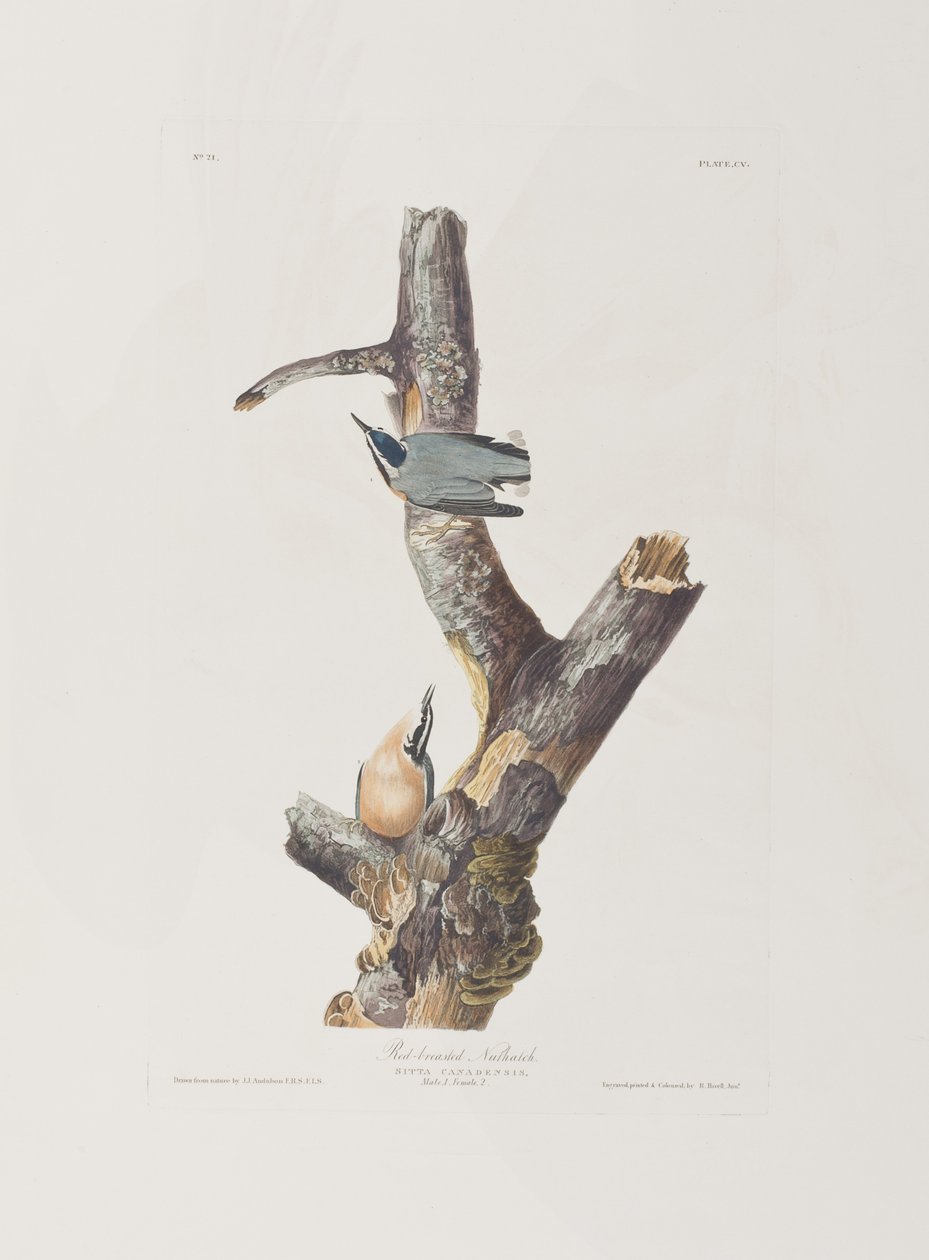 Illustrasjon fra 'Birds of America' av John James Audubon