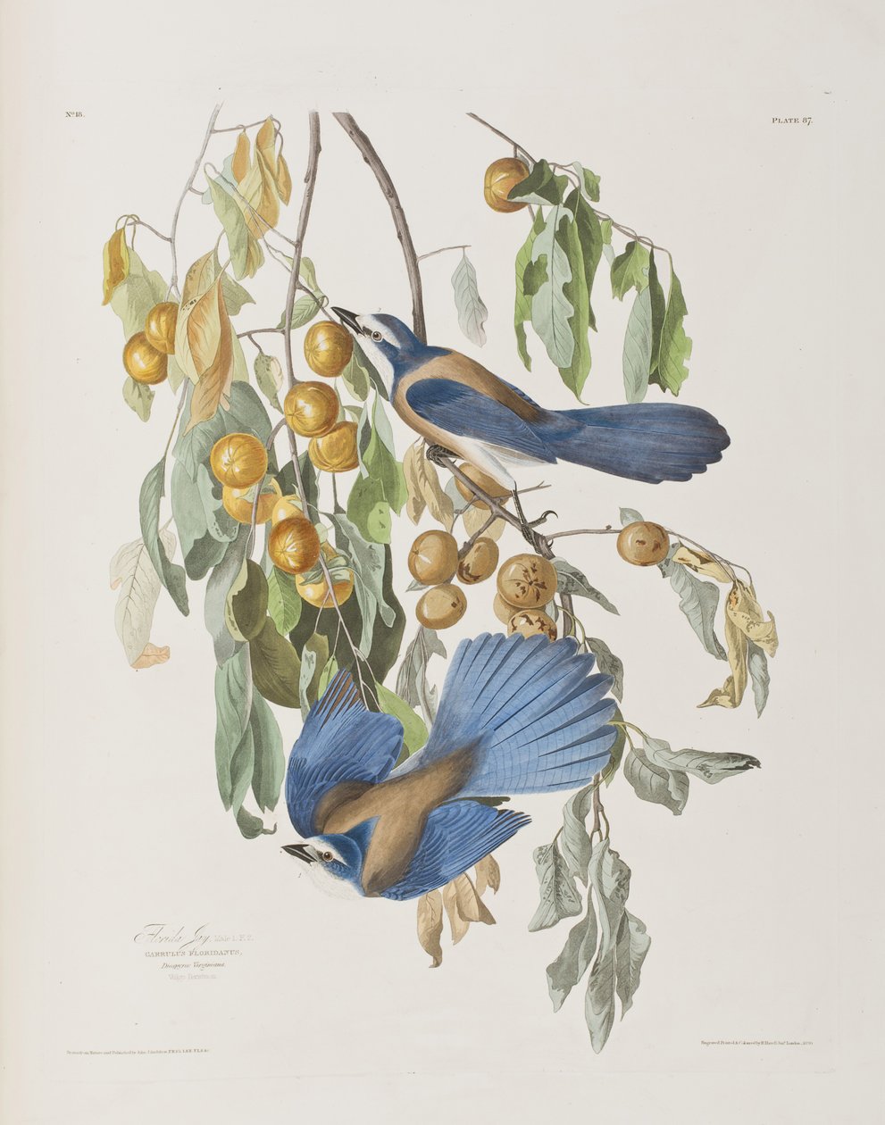Illustrasjon fra 'Birds of America' av John James Audubon