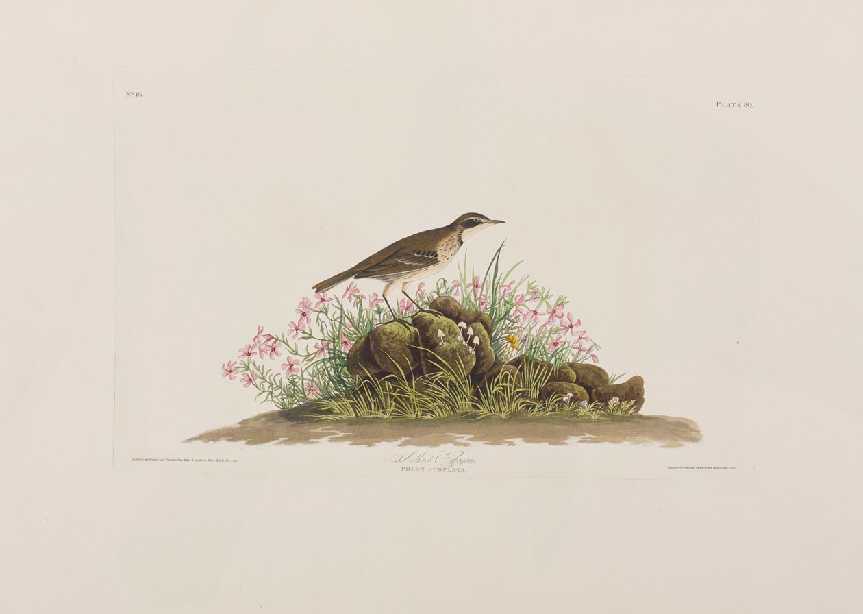 Illustrasjon fra 'Birds of America' av John James Audubon