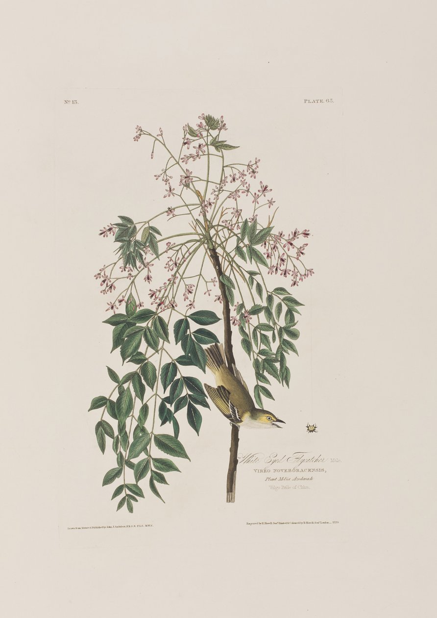 Illustrasjon fra 'Birds of America' av John James Audubon