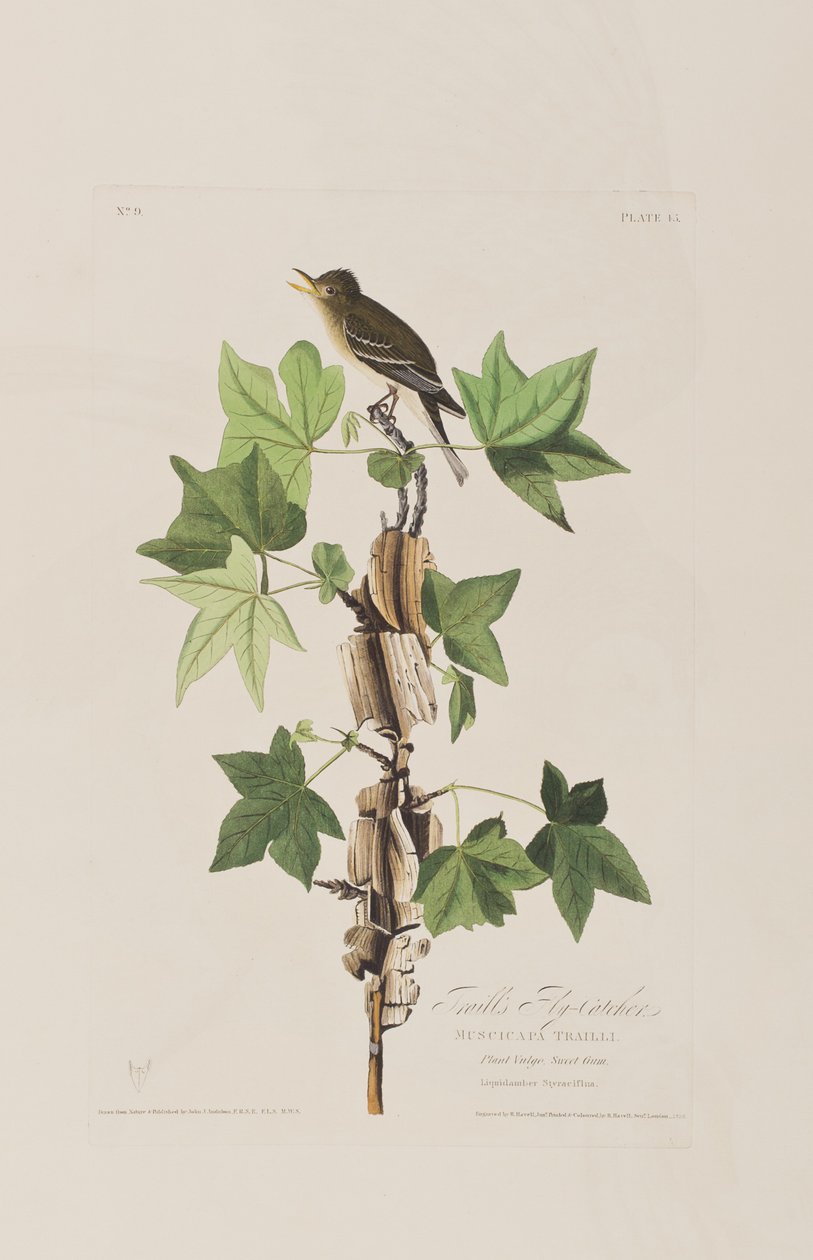 Illustrasjon fra 'Birds of America' av John James Audubon