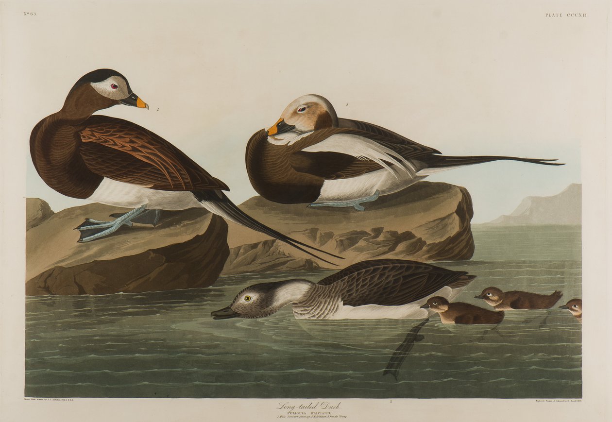 Langhaleand, 1836 (wc på papir) av John James Audubon
