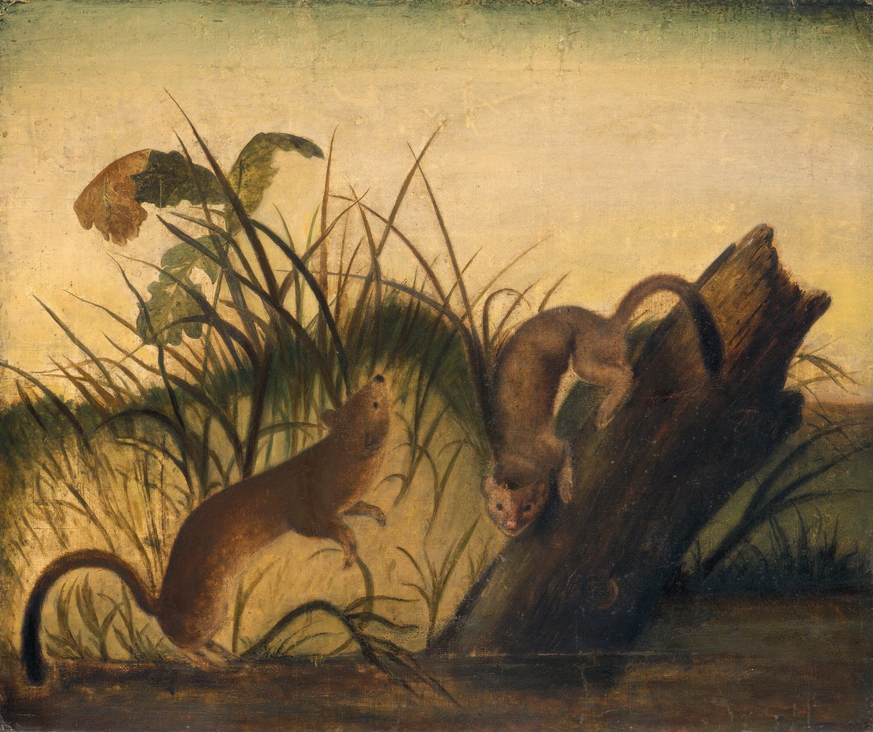Langhalet weasel, ca. 1845. av John James Audubon