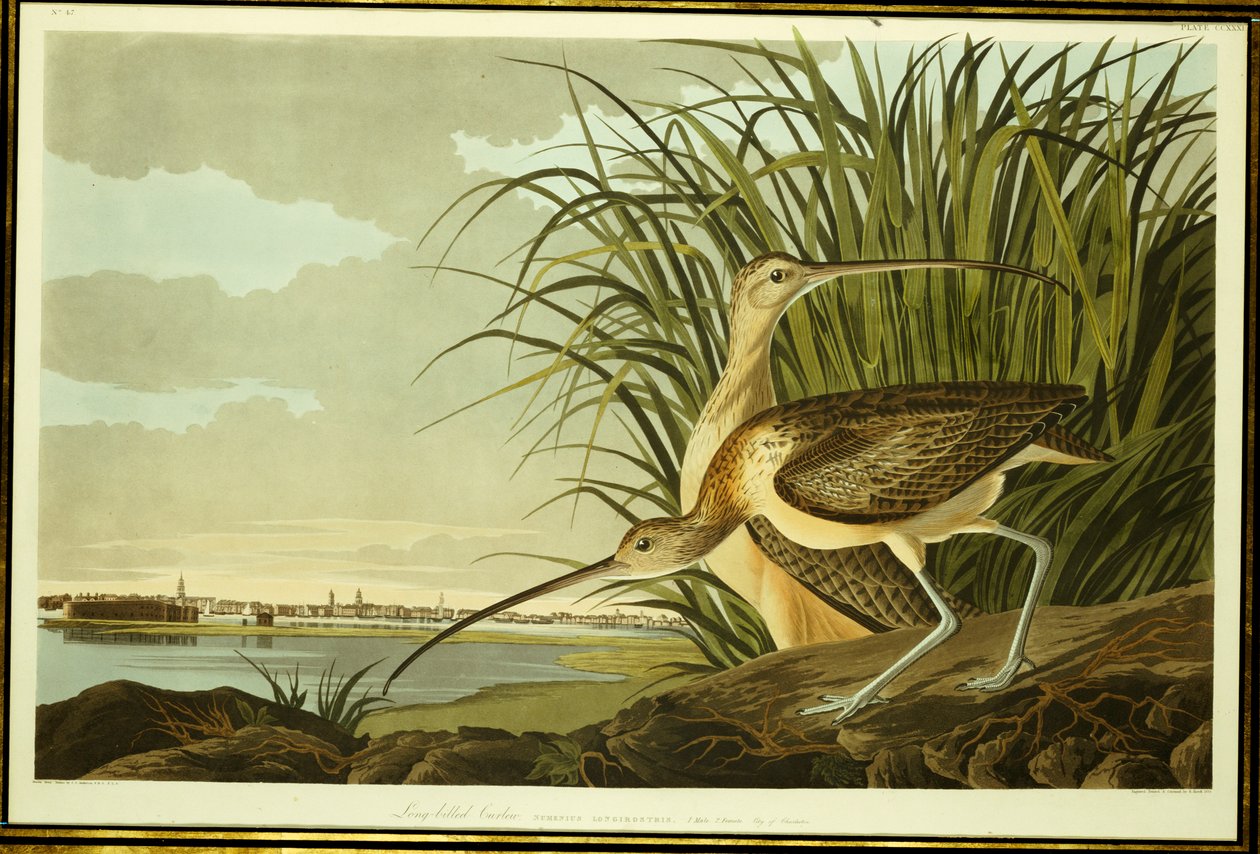 Hann og hunn langnebbet curlew av John James Audubon