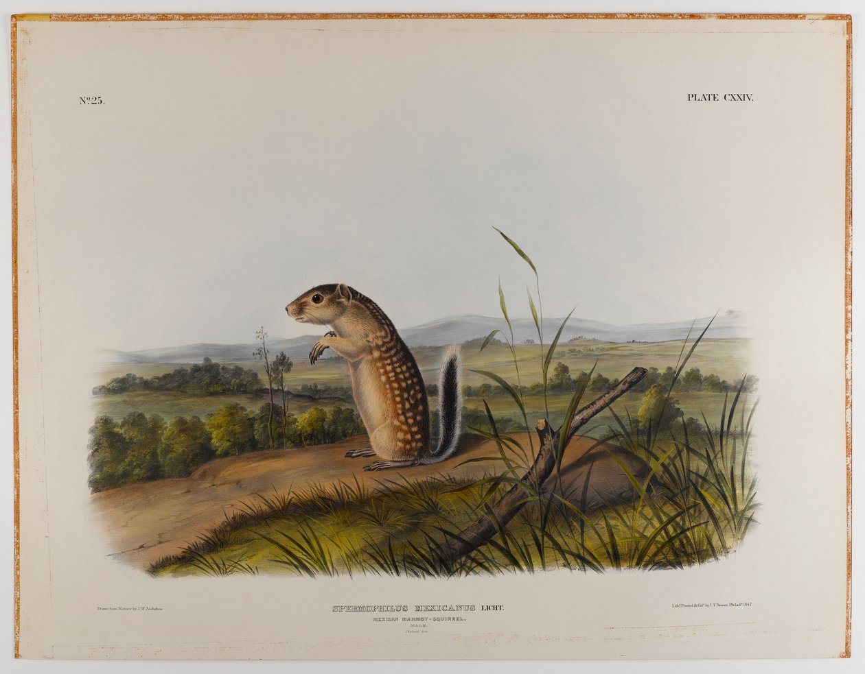 Meksikansk murmeldyrekorn av John James Audubon