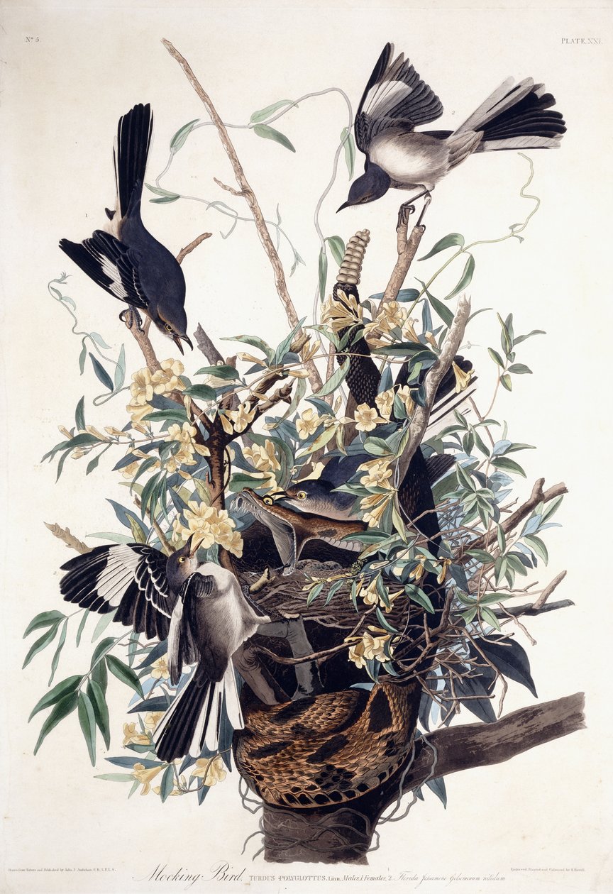 Mocking Bird (Turdus Polyglottus) av John James Audubon
