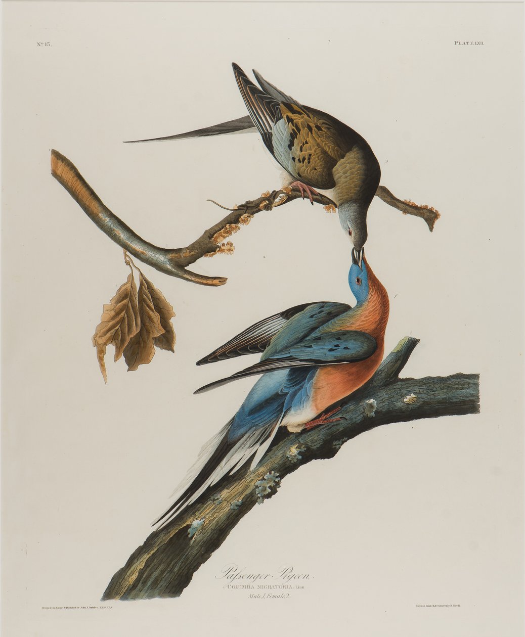 Passasjerdue, 1827-1838 (wc på papir) av John James Audubon