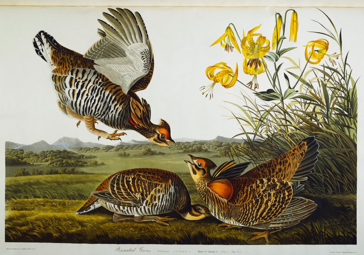 Pinnede ryper. Greater Prairie Chicken av John James Audubon