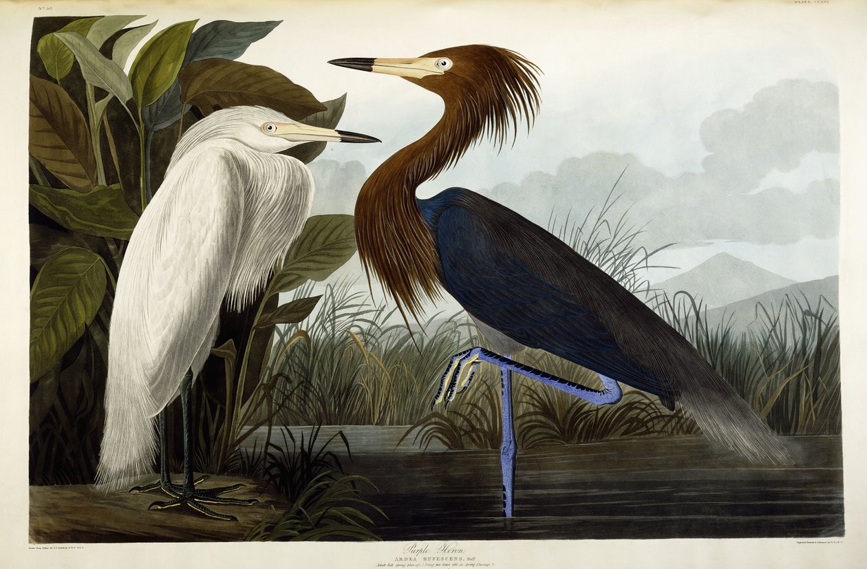 Lilla hegre, ca. 1835 av John James Audubon