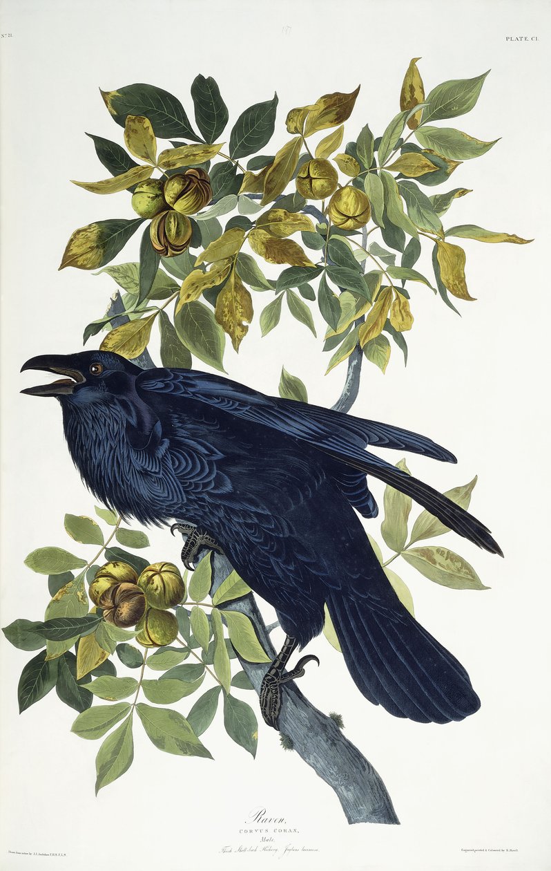 Ravn, av John James Audubon