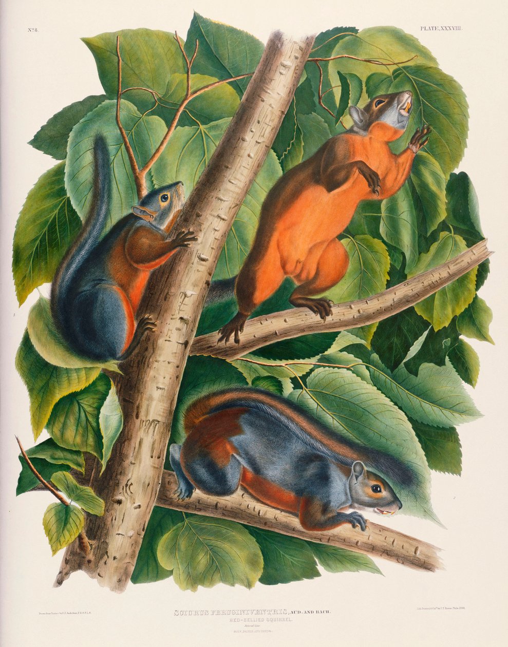 Rødbuget ekorn av John James Audubon