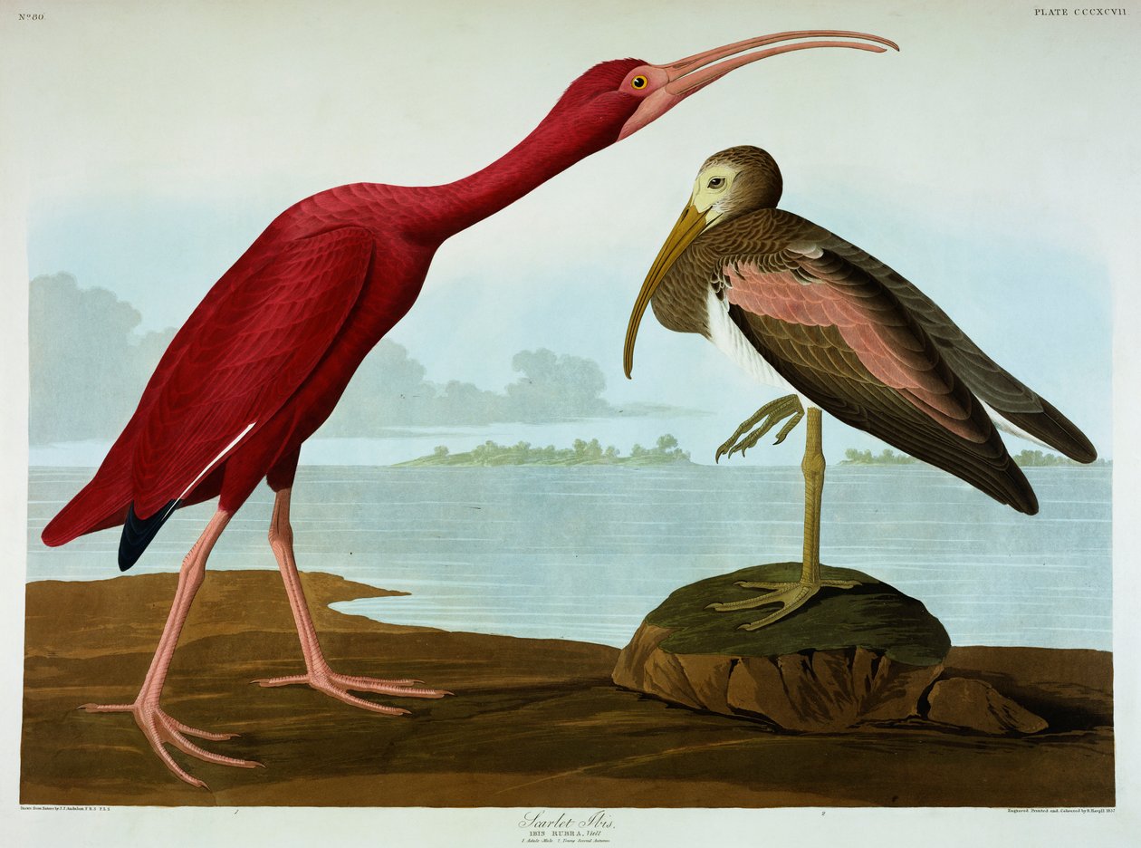 Scarlet Ibis av John James Audubon