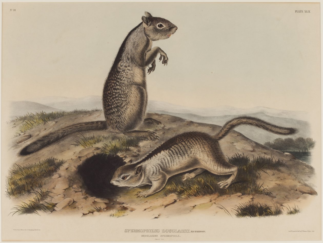 Spermophilus Douglassii (To Douglas-ekorn) av John James Audubon