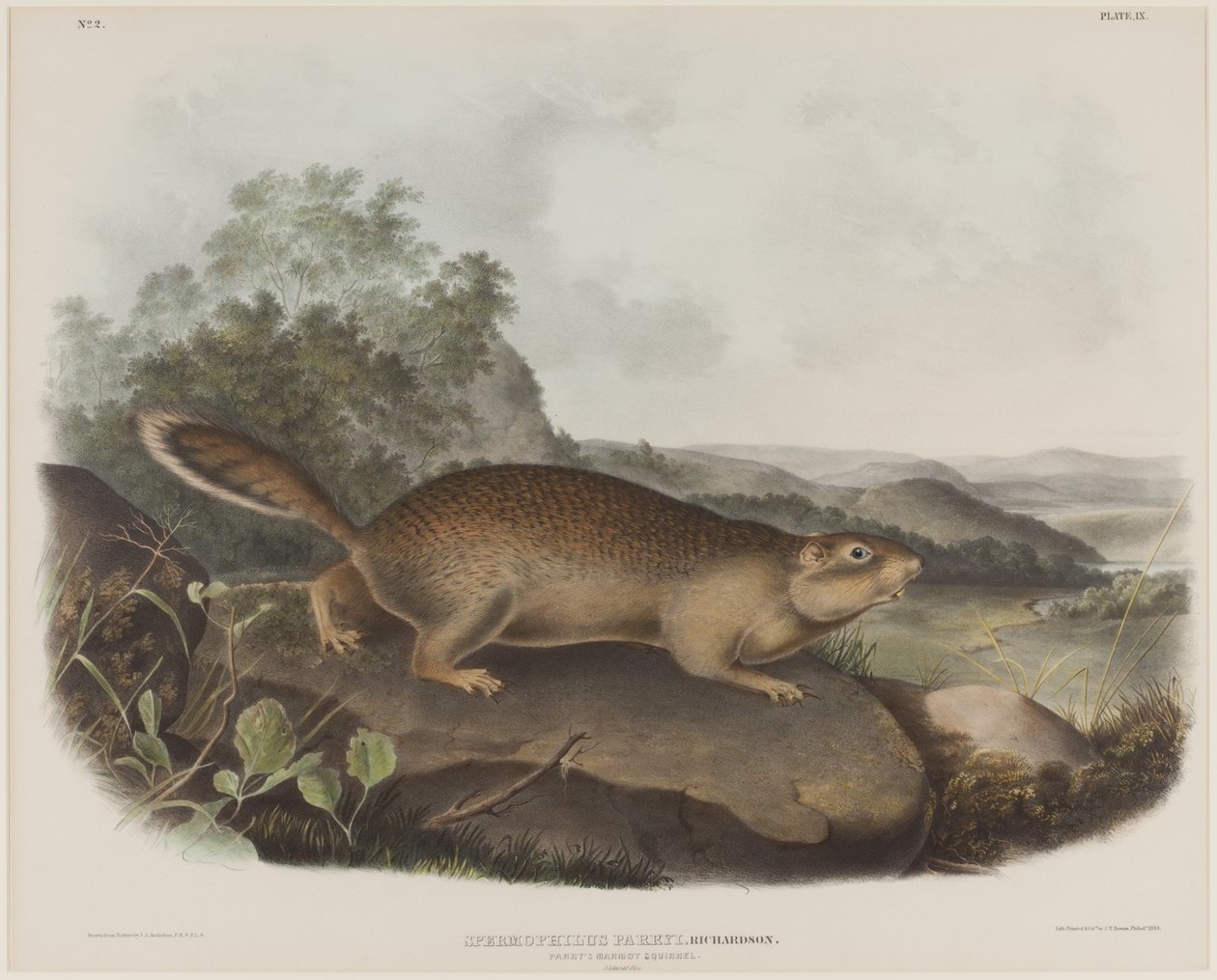 Spermophilus Parry (Parrys murmeldyrekorn) av John James Audubon
