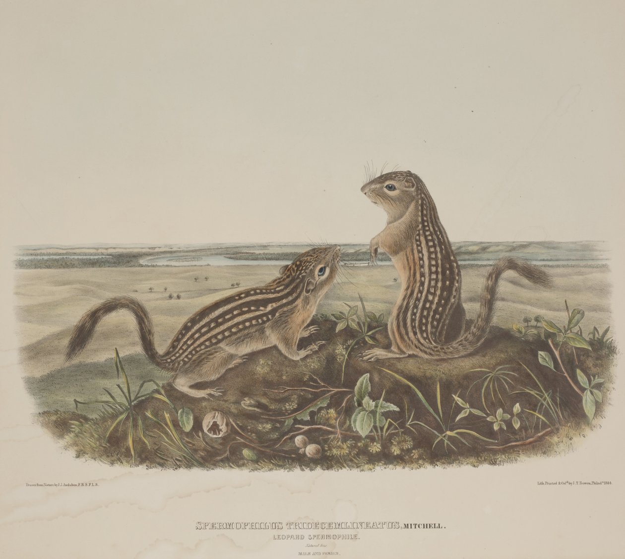 Spermophilus Tridecemlineatus (to leopardekorn) av John James Audubon