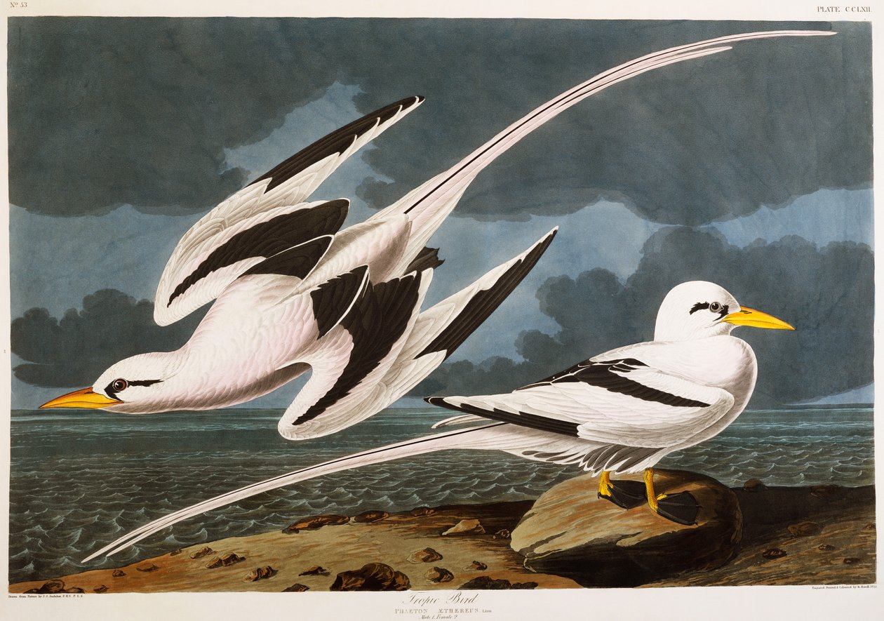 Tropisk fugl av John James Audubon