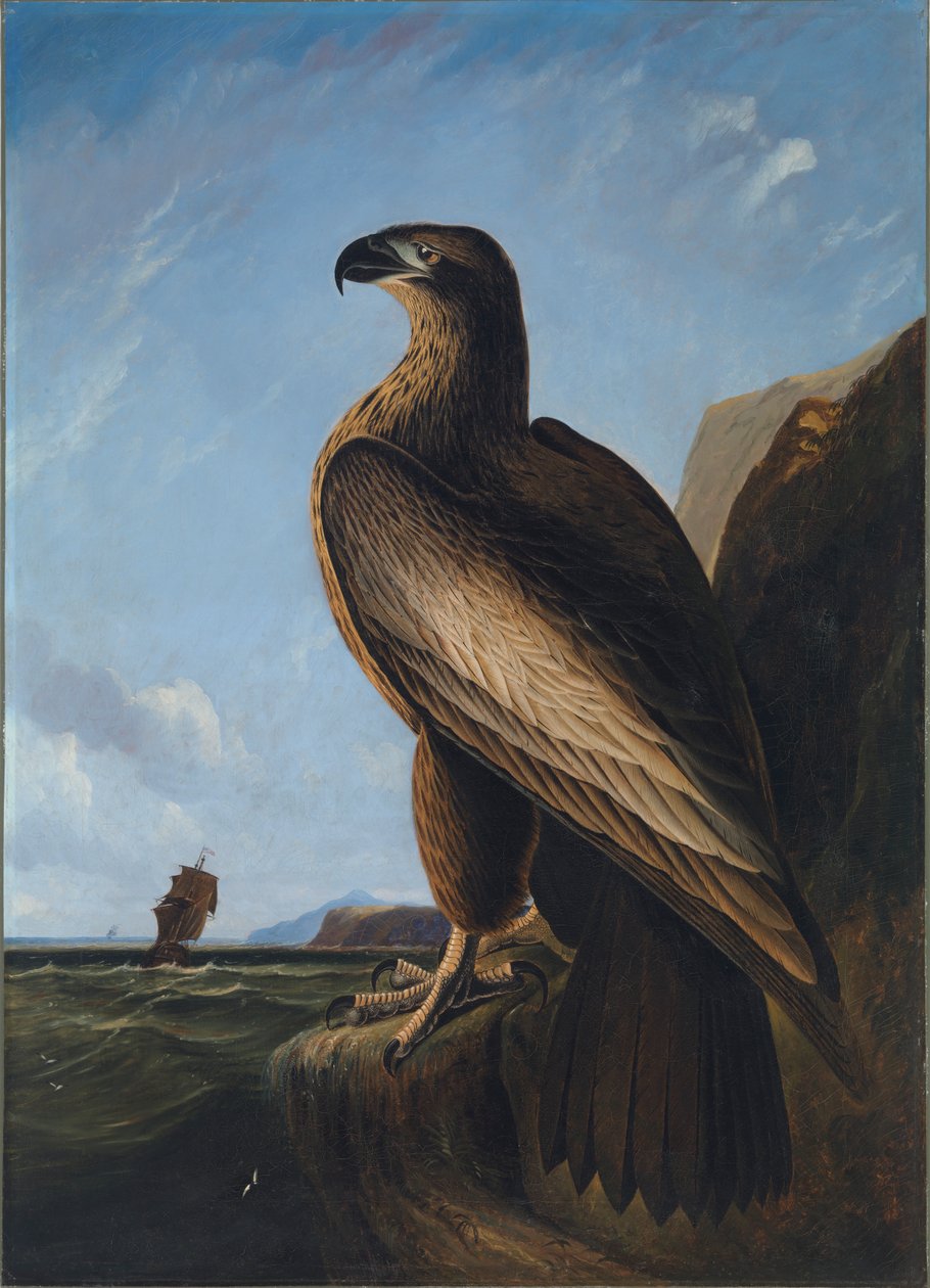 Washington Sea Eagle, ca. 1836-1839. av John James Audubon