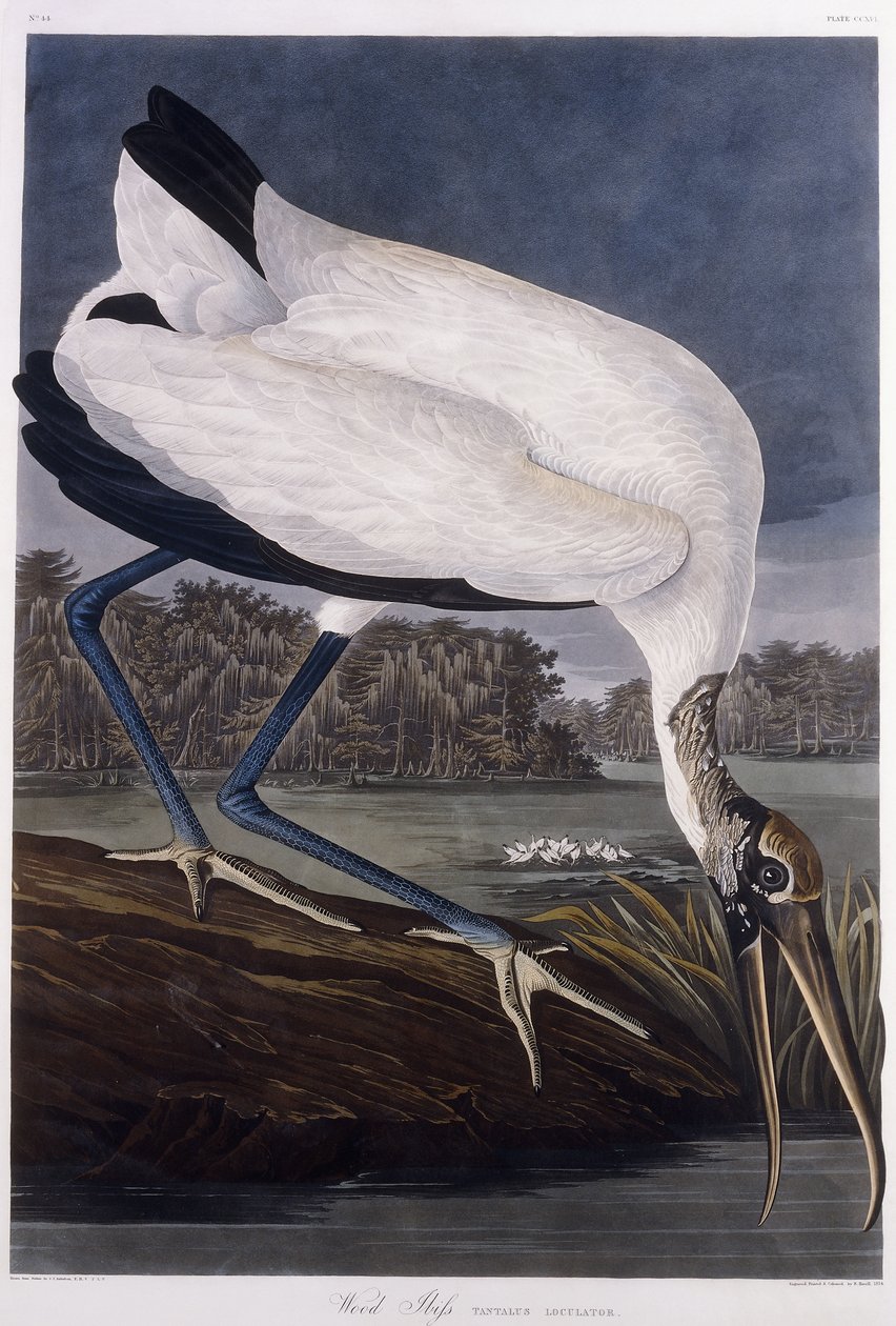 Tre Ibis av John James Audubon