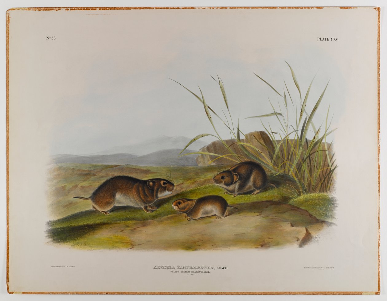 Gulkinn engmus av John James Audubon