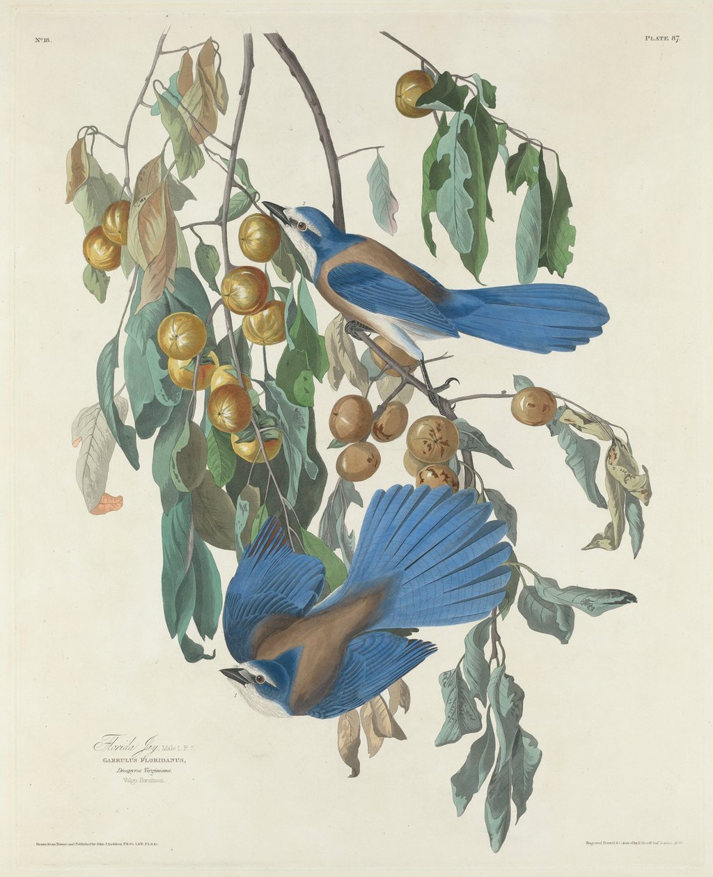 Florida Jays, 1830 av John James after Audubon