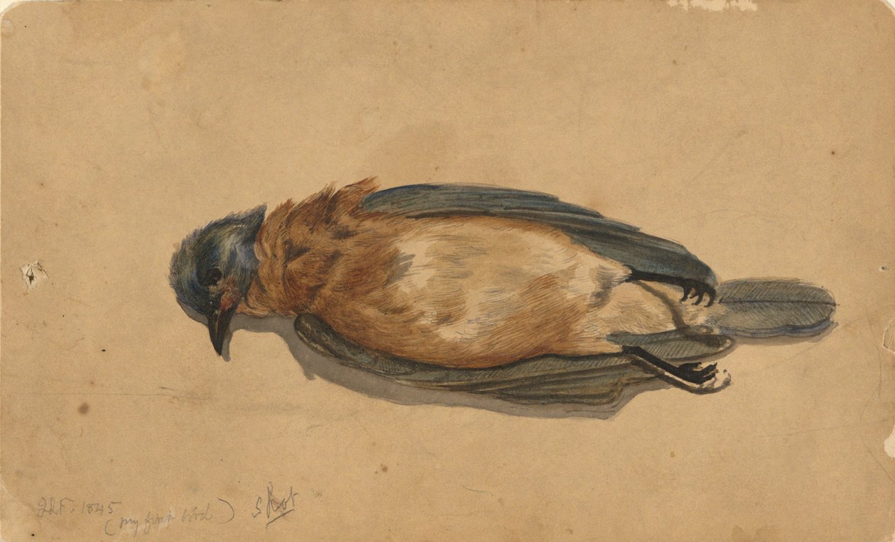 Død fugl av John La Farge