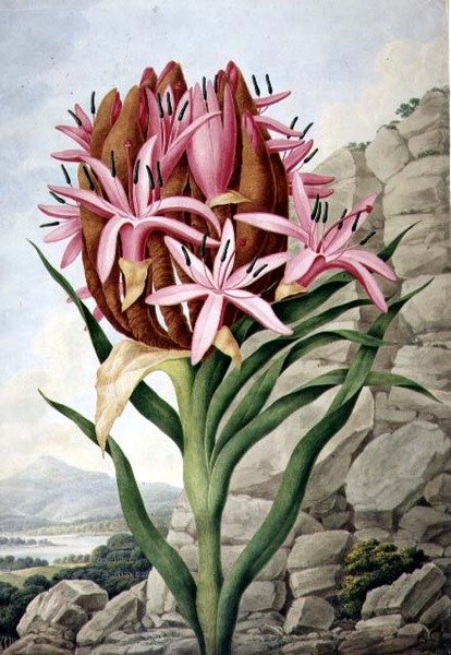 PD.757-1973 Spear Lily (Doryanthes excellsa) av John Lindley