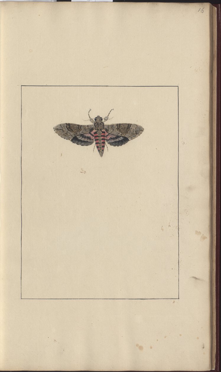 Lindsay Drawings Vol. VI av John Lindsay